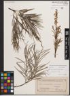 Foto von Salix eleagnos subsp. angustifolia (Cariot) Rech. f.